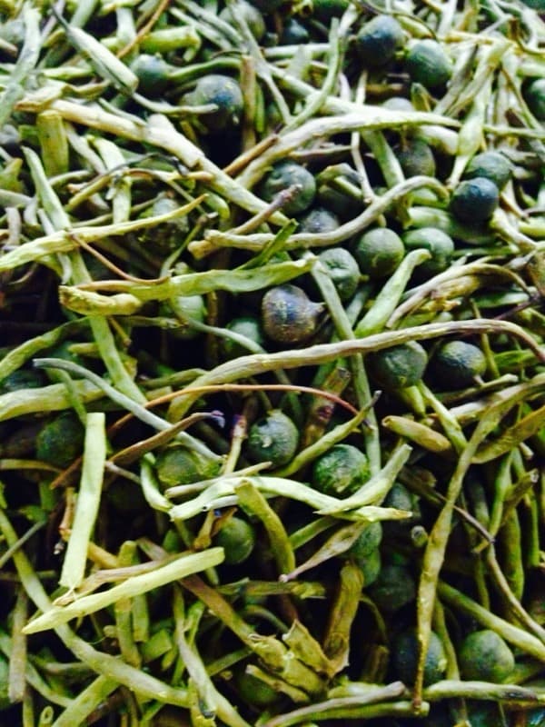 Sangri — The Bean the Desert Calls Sacred
